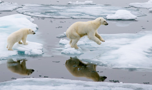 Polar bears negotiating depleted ice.