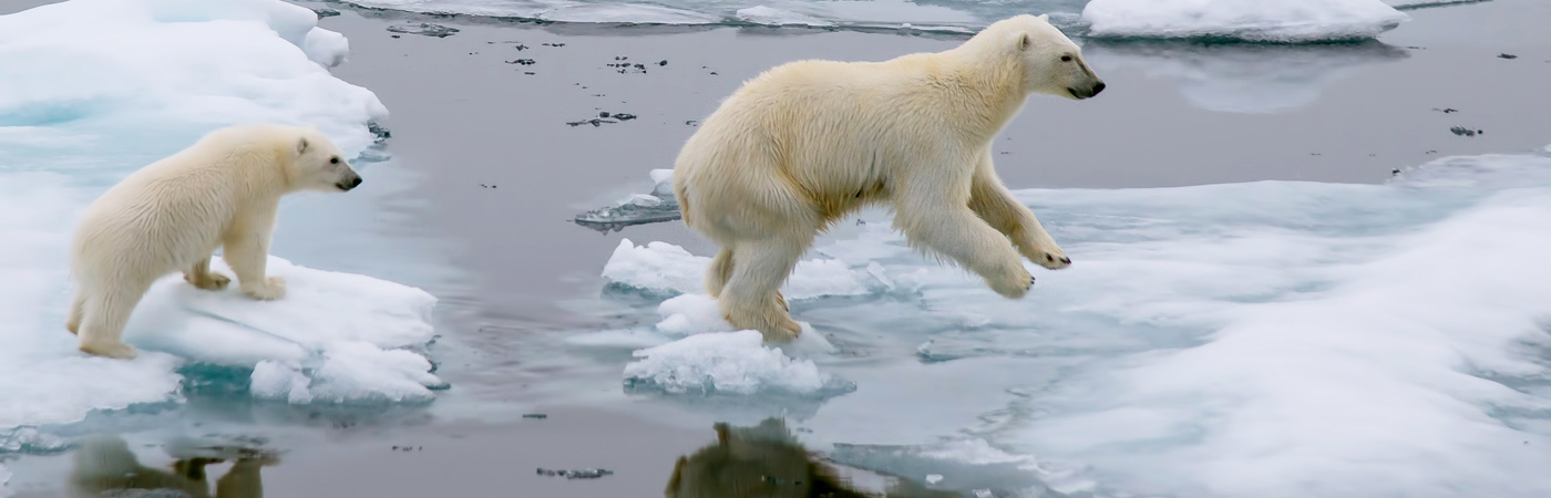 Polar bears on depleting ice